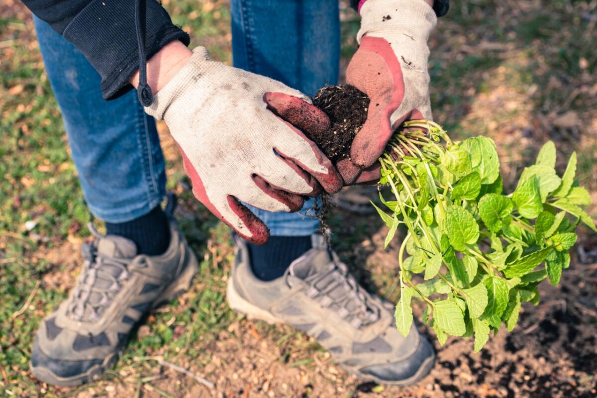 Close-up of gloved hands planting peppermint in a sunlit garden.