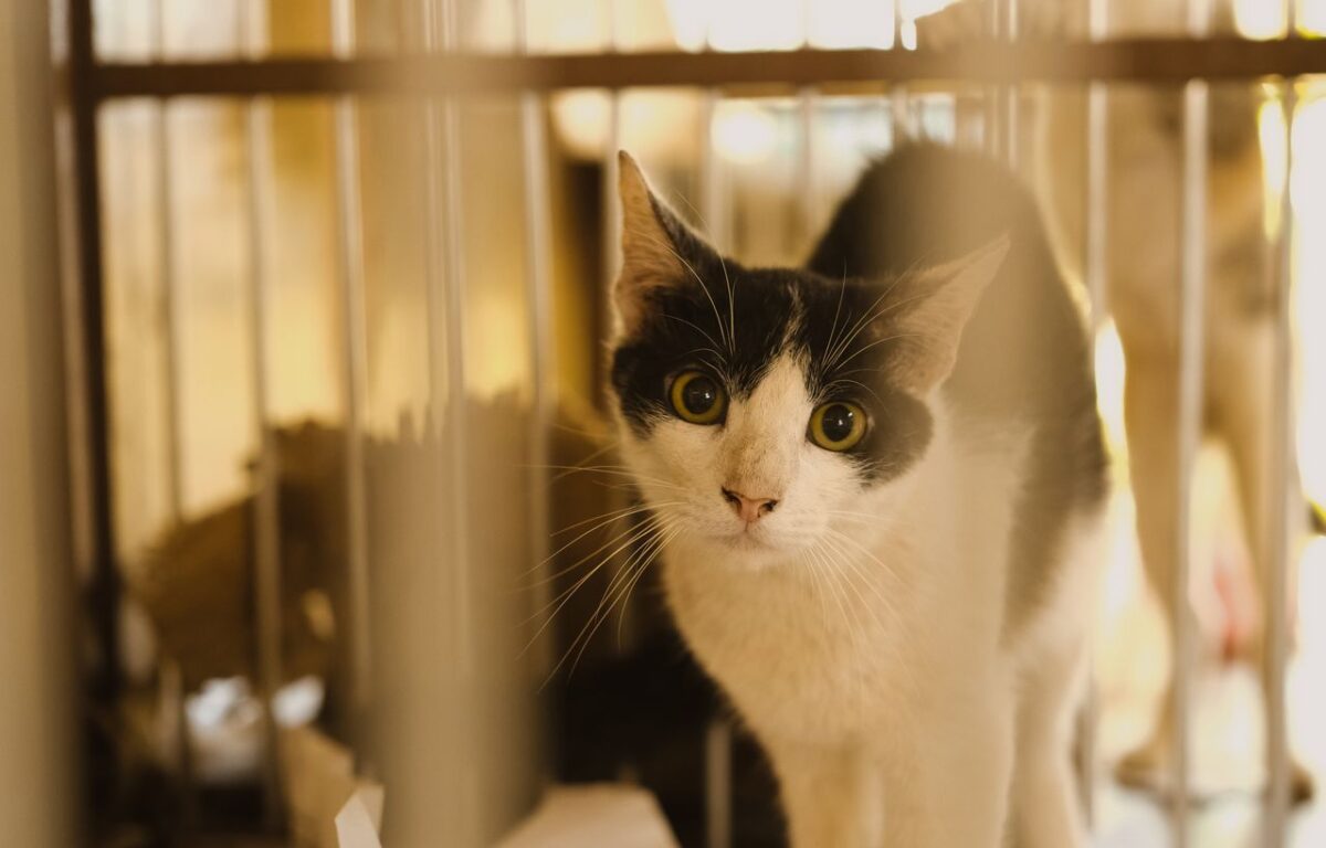 Élevage de Chantime Close-up of a black and white cat in a cage looking curiously through the bars.