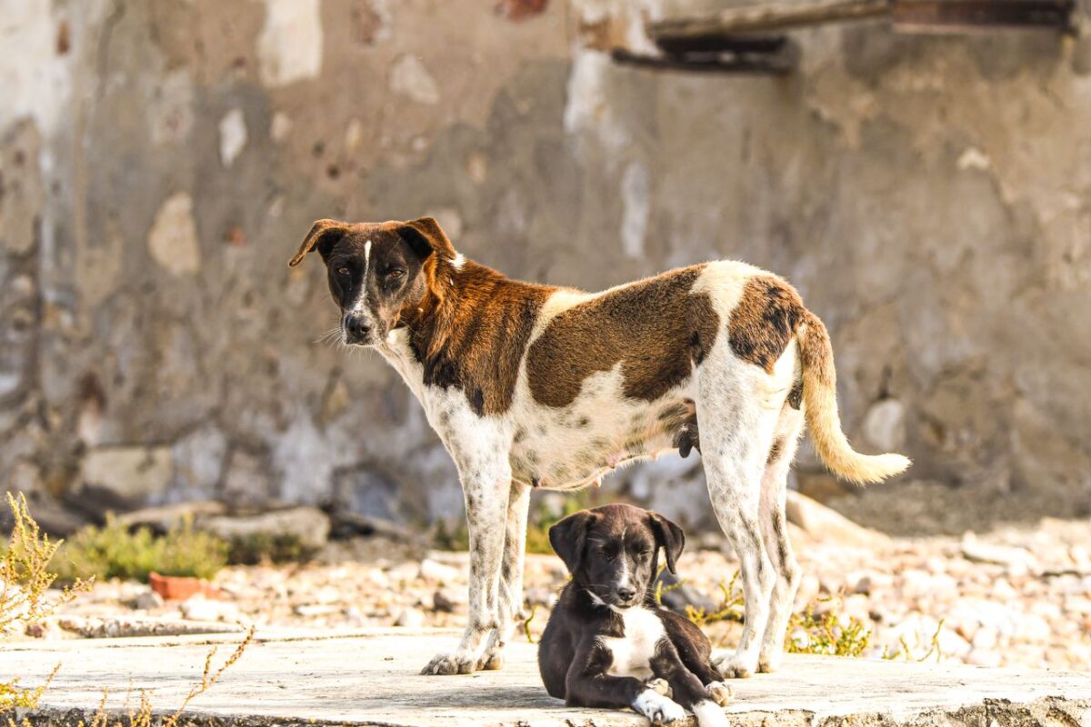Élevage de Chantime A mother dog and her puppy relax on a city street, capturing a moment of urban life.